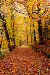 Herbstwaldweg