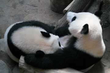 Obraz premium panda bear close up view