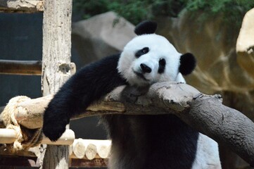 panda bear close up view © Francis
