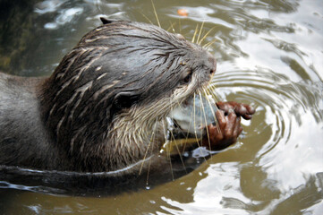 otter in pond