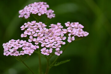 Fototapeta premium Rosa Blüten der Gemeinen Schafgarbe (Achillea millefolium) in Nahaufnahme