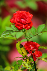beautiful red rose after a rain showering