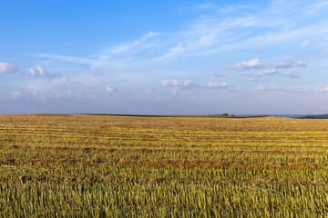 an agricultural field