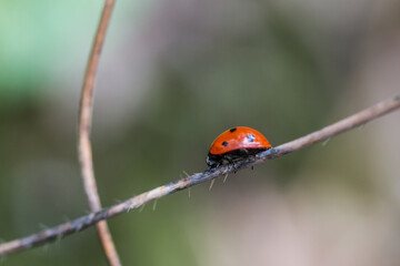 ladybird on a leaf