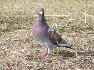 雑草の上に立つドバト