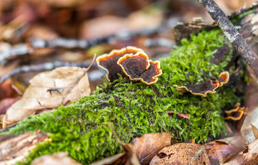 mushrooms on a tree