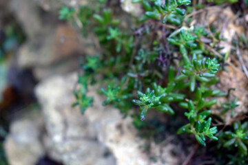 A green undersized ground cover plant climbing over rocks.