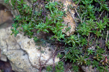 A green undersized ground cover plant climbing over rocks.
