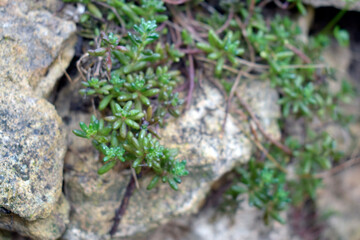 A green undersized ground cover plant climbing over rocks.