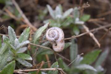 Two snails on a branch with small dew drops.