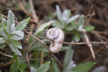 Two snails on a branch with small dew drops.