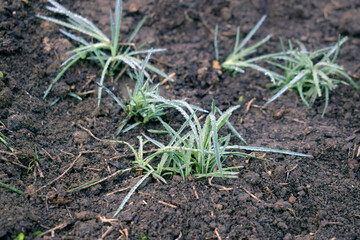Low-growing perennial carnations are planted in the ground.