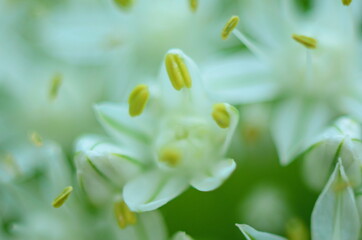 Close up of an Alium Gigantium Flower Head alium flower with dandelion flower structure. macro. soft focus.