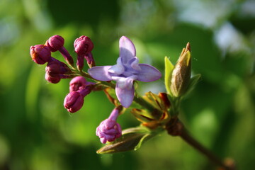 Obraz premium Beginning of lilac blooming in spring