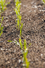 wheat planted for winter