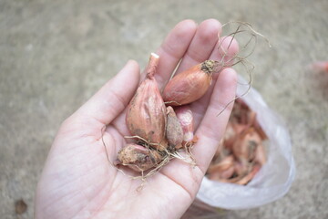 Onions for planting in a hand, top view.