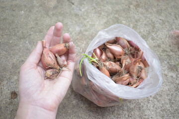 Onions for planting in a hand, top view.