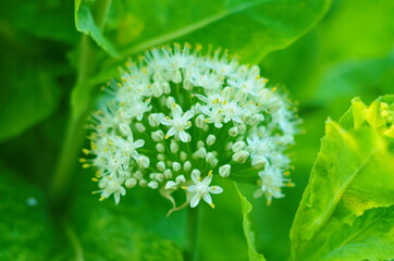Close up of an Alium Gigantium Flower Head alium flower with dandelion flower structure. macro. soft focus.