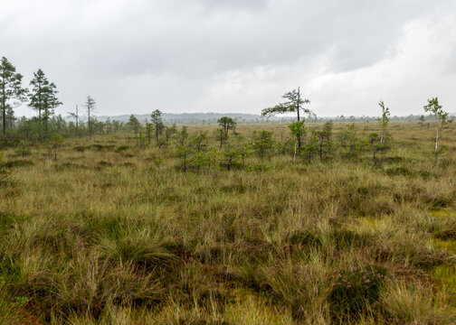 Rainy and gloomy day in the bog, traditional bog landscape with wet trees, grass and bog moss, foggy and rainy background