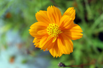 Obraz premium Beautiful flower