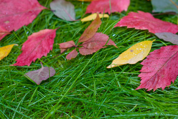 Multi-colored leaves of different trees on the green succulent grass.