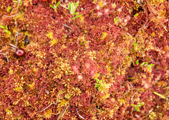 traditional bog vegetation with grass, mosses and lichens in the rain, foggy and rainy background