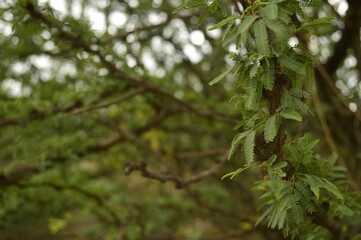 Branch with leaves of Acacia furcatispina