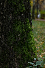 Beautiful green moss grows on a tree trunk. Dark green moss in the tree