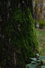 Beautiful green moss grows on a tree trunk. Dark green moss in the tree