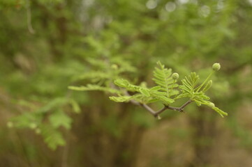 Branch with leaves of Vachellia aroma