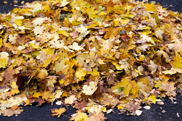 Colorful autumn leaves in the park. Yellow leaves on the ground.