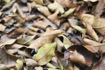 Dry leaves background texture 