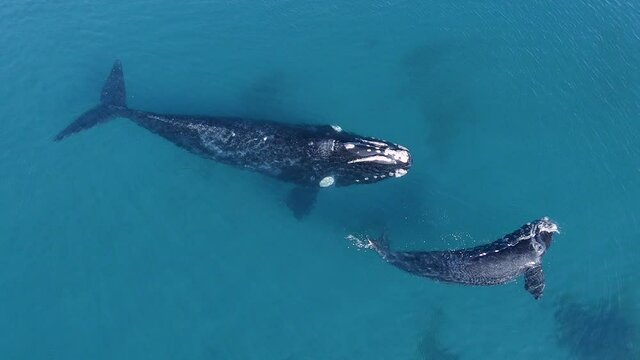 Drone shot above two Baleen Whales (Mysticeti), in shallow, turquoise ocean, in Pen&iacute;nsula Valdes, Argentina - top down, aerial view - slow motion
