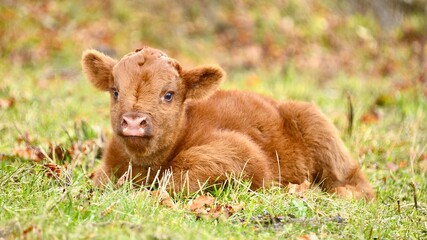 Cute Brown Calf in Field  © Kate