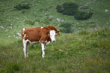 Aufstieg auf das Sonnjoch bei Achenkirch Tirol