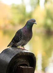 pigeon in the park