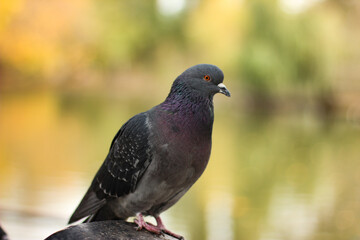 pigeon sitting on a branch