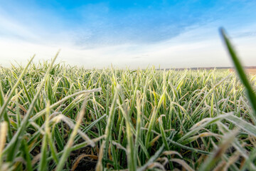 wheat with ice crystals