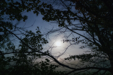 Foggy moon atmosphere in the morning between dark branches