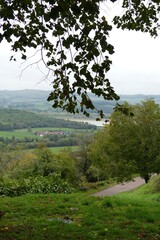 trees in the mountains