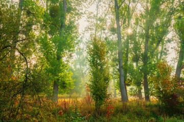 Sunny forest path with red leaves in golden autumn