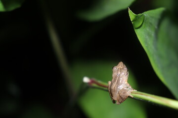 Fototapeta premium frog on a branch