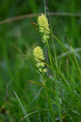 Aufstieg auf das Sonnjoch bei Achenkirch Tirol