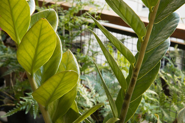 Flora. Closeup view of a Zamioculcas zamiifolia, also known as Zanzibar gem, stem and green leaves, growing in the balcony. 