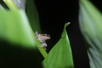 frog on a branch