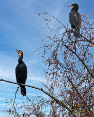Close up of a pair of Cormorants high up in a tree canopy