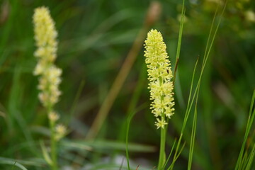 Aufstieg auf das Sonnjoch bei Achenkirch Tirol