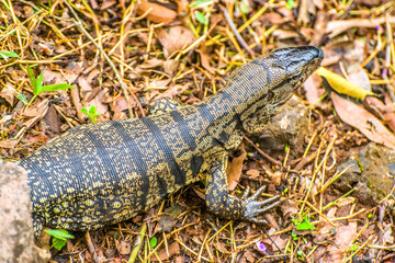 Naklejka premium alligator in the grass