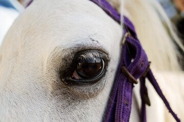 white horse eye close up