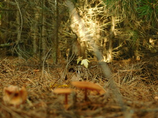 autumn in the forest